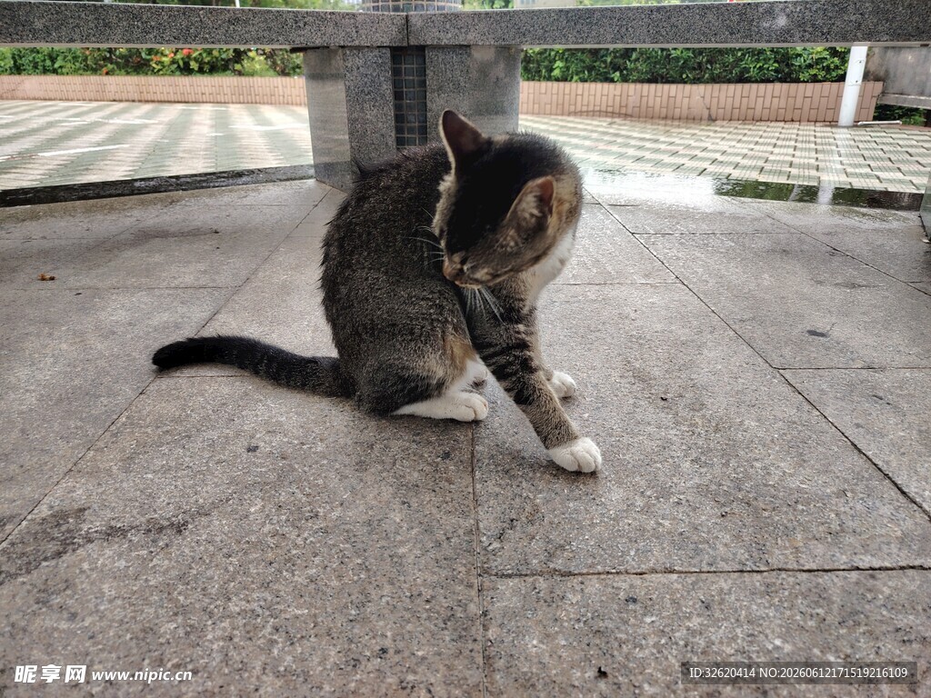 蹲坐地面的可爱花猫