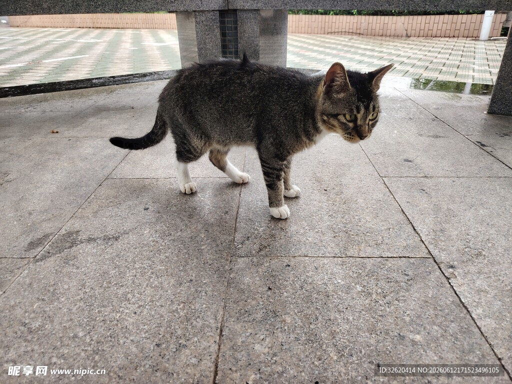 户外行走的花纹猫咪
