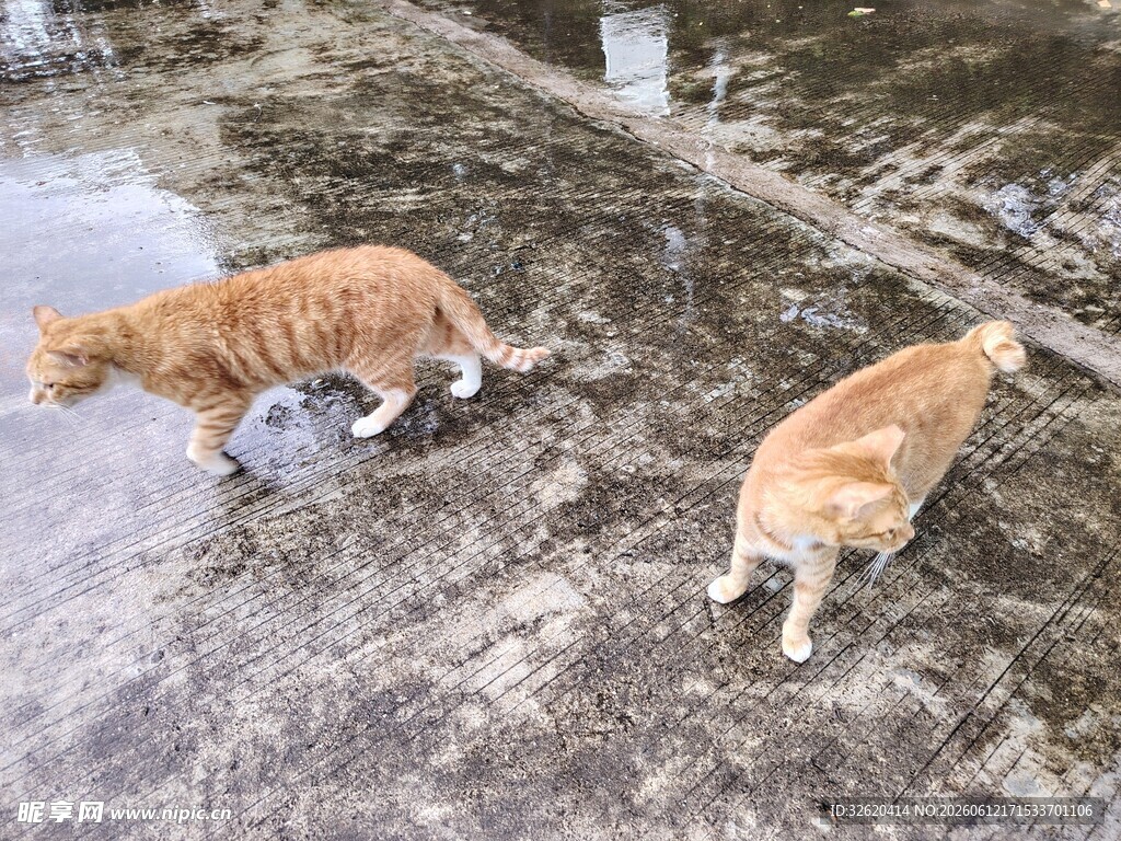 两只橘猫在水边漫步