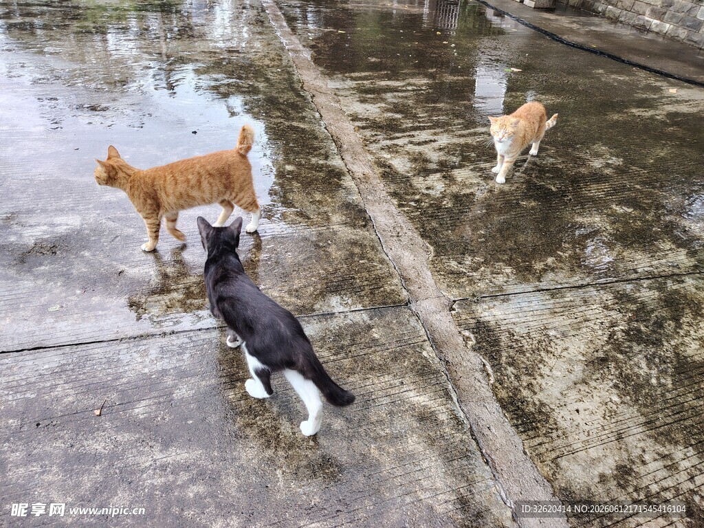 户外几只猫咪在湿地上