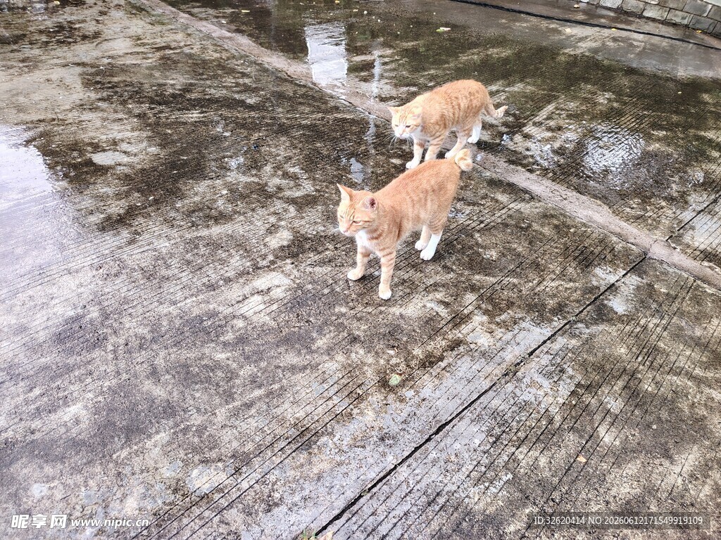 两只猫咪在户外地面上