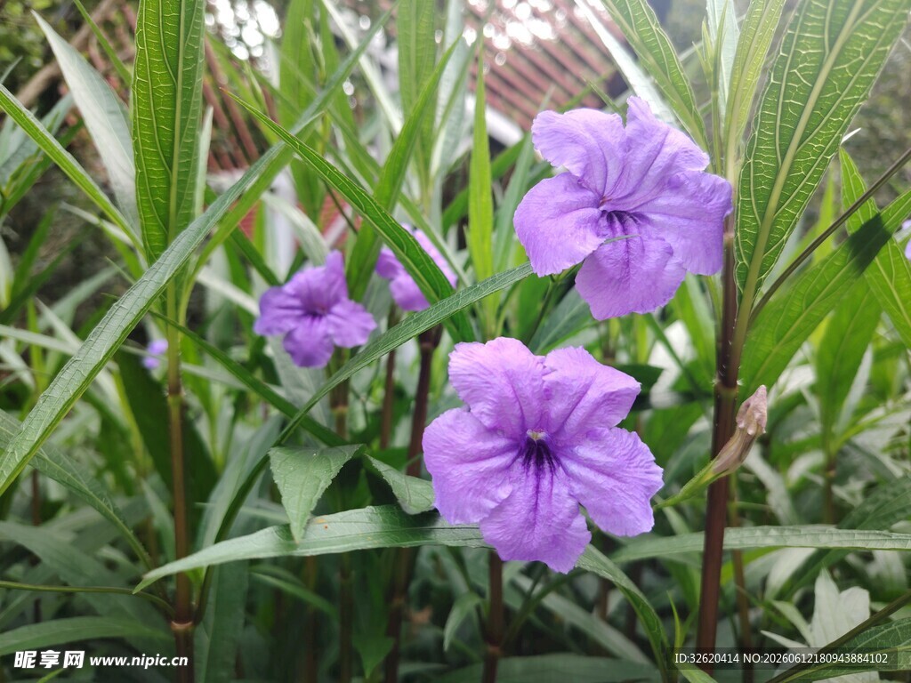翠芦莉