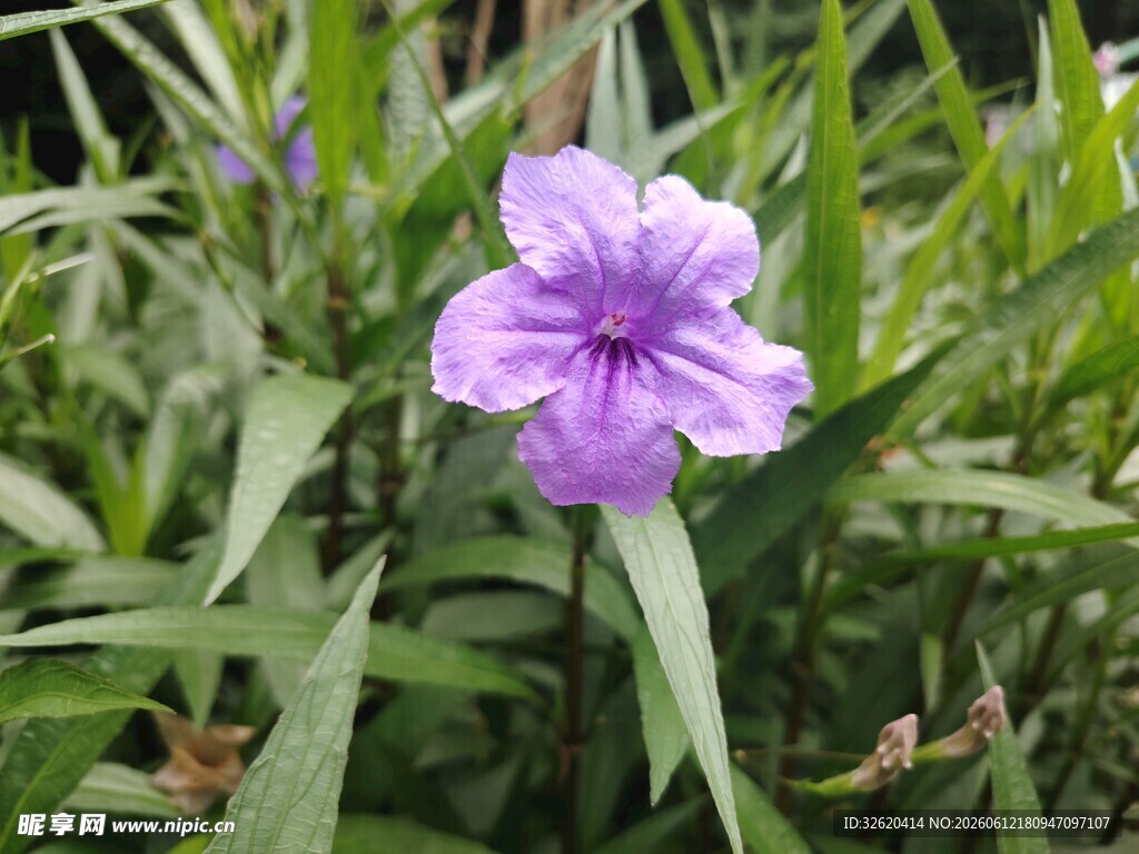 翠芦莉