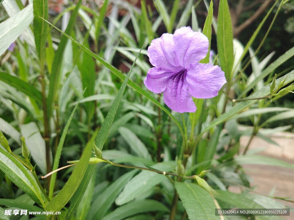 翠芦莉