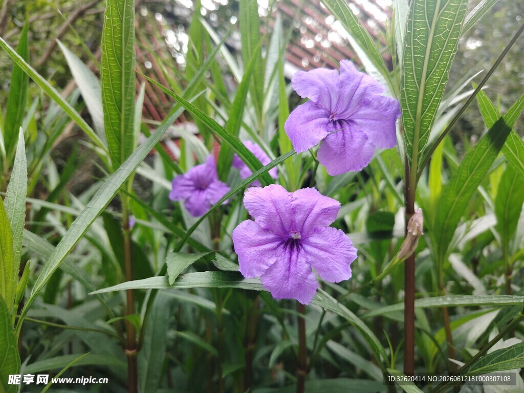 翠芦莉