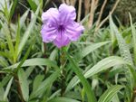 翠芦莉