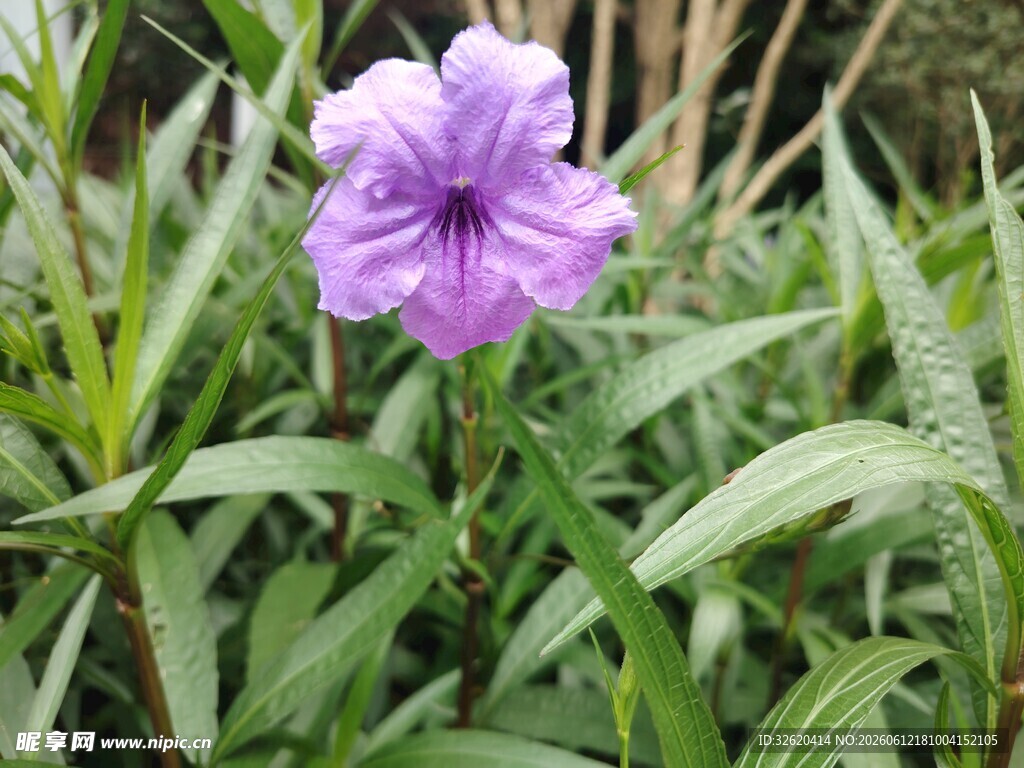 翠芦莉
