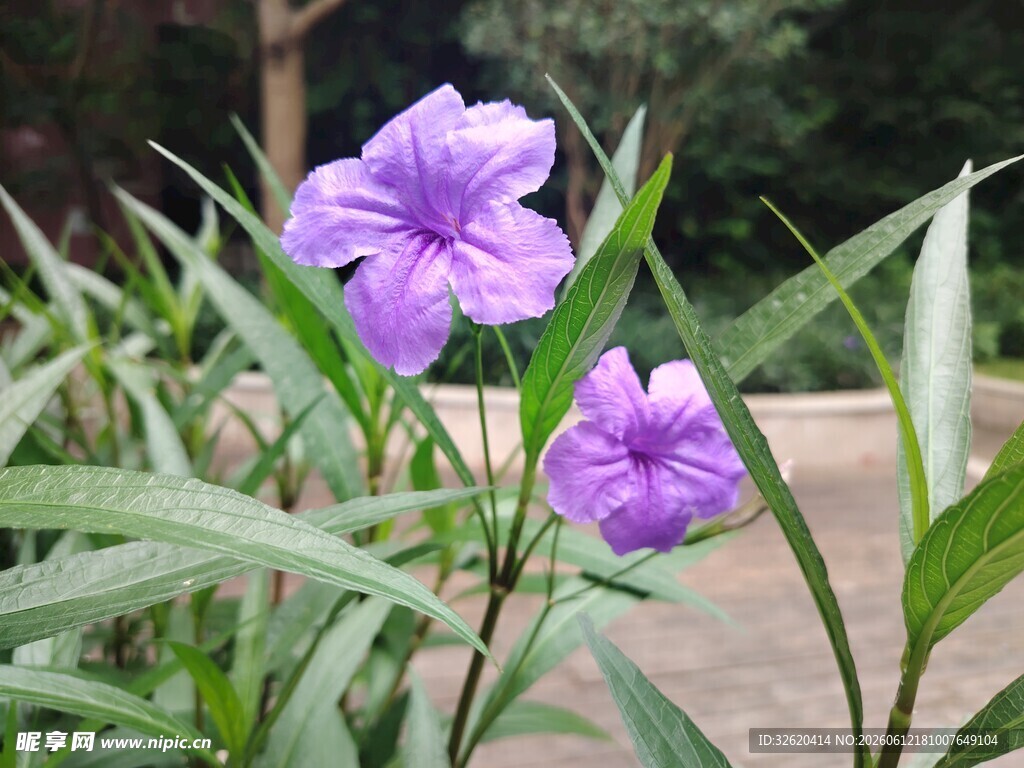 两朵紫色翠芦莉绽放