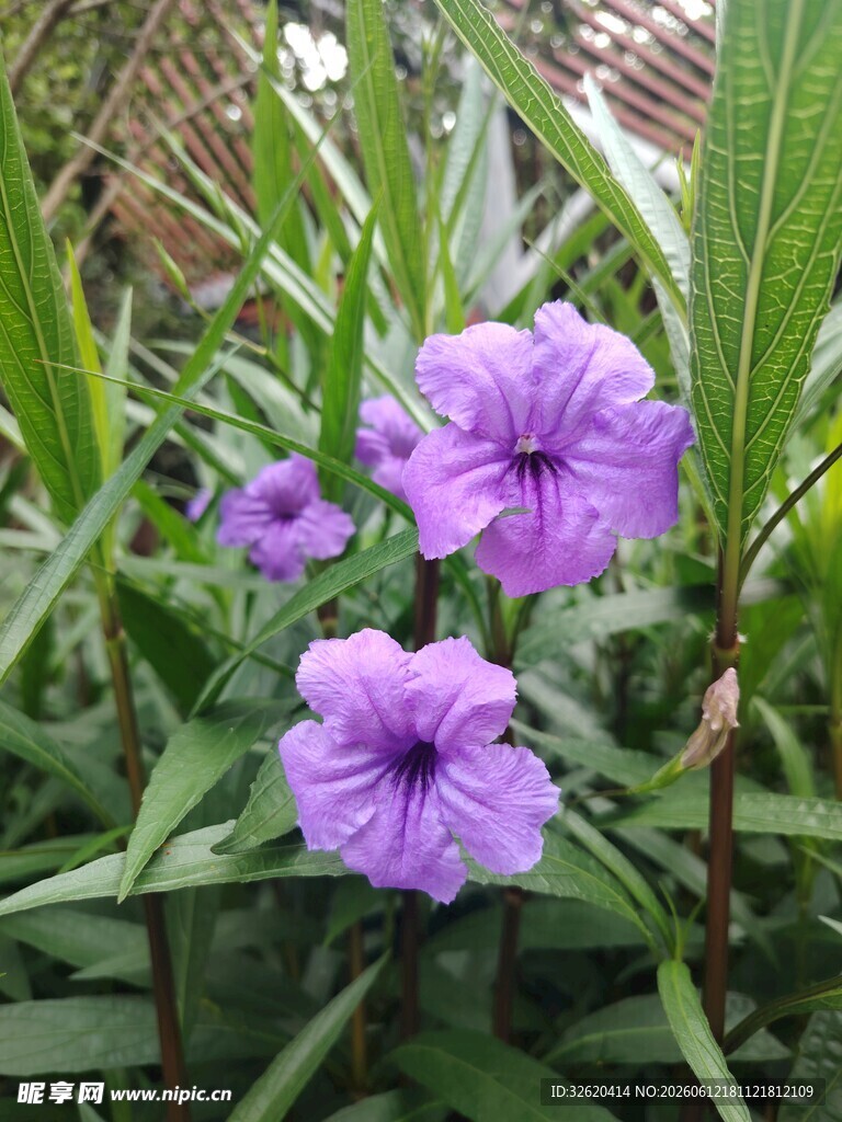 翠芦莉
