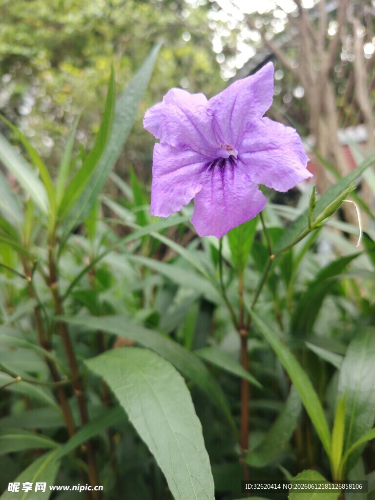 翠芦莉