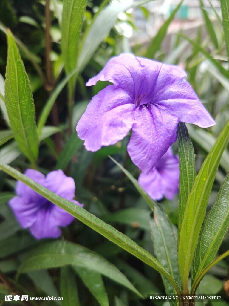 翠芦莉