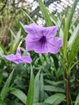 翠芦莉