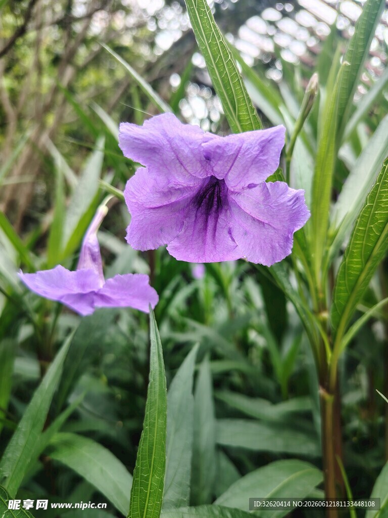 翠芦莉