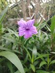 翠芦莉