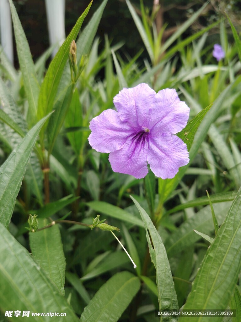 翠芦莉