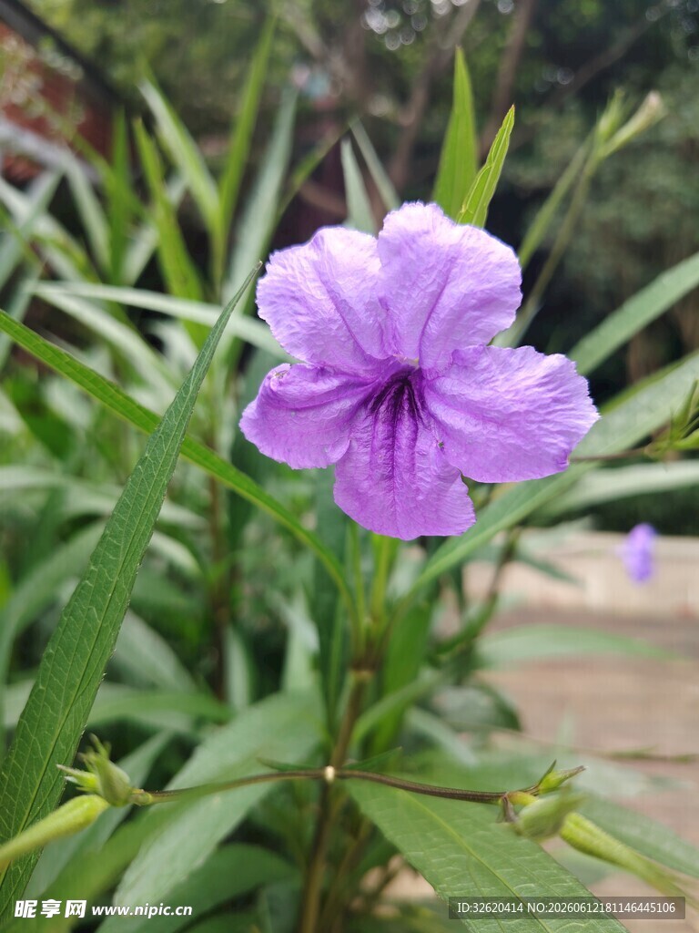 翠芦莉