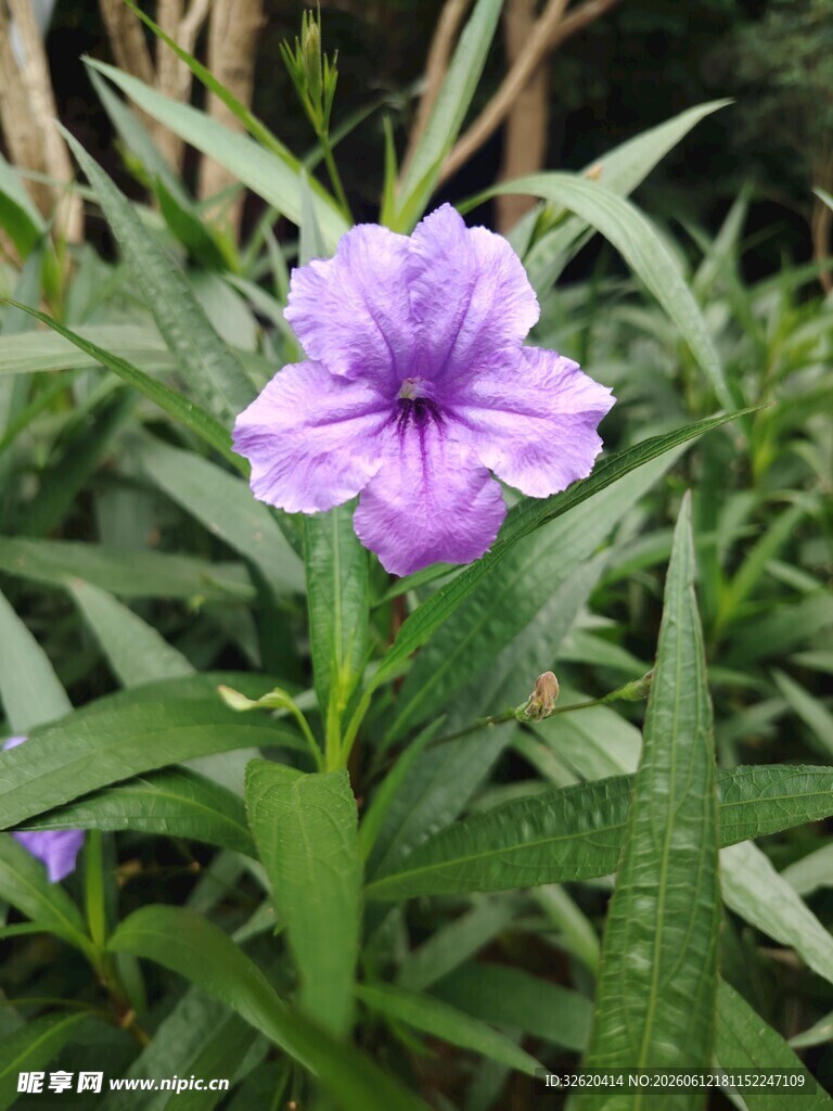 翠芦莉