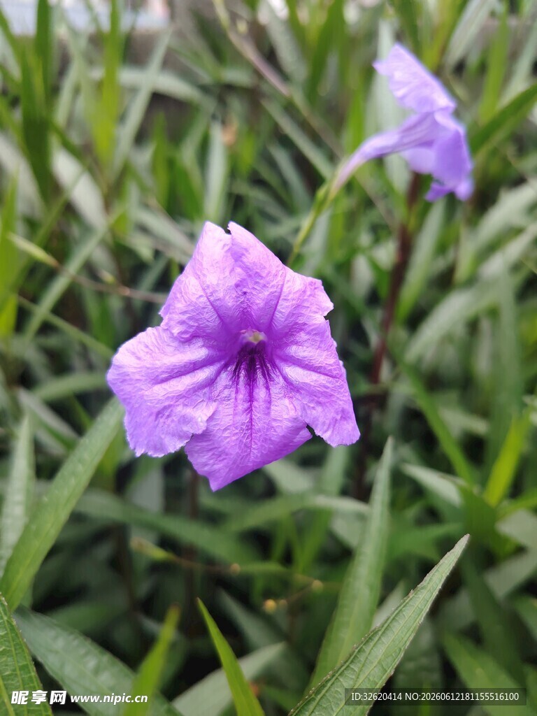翠芦莉