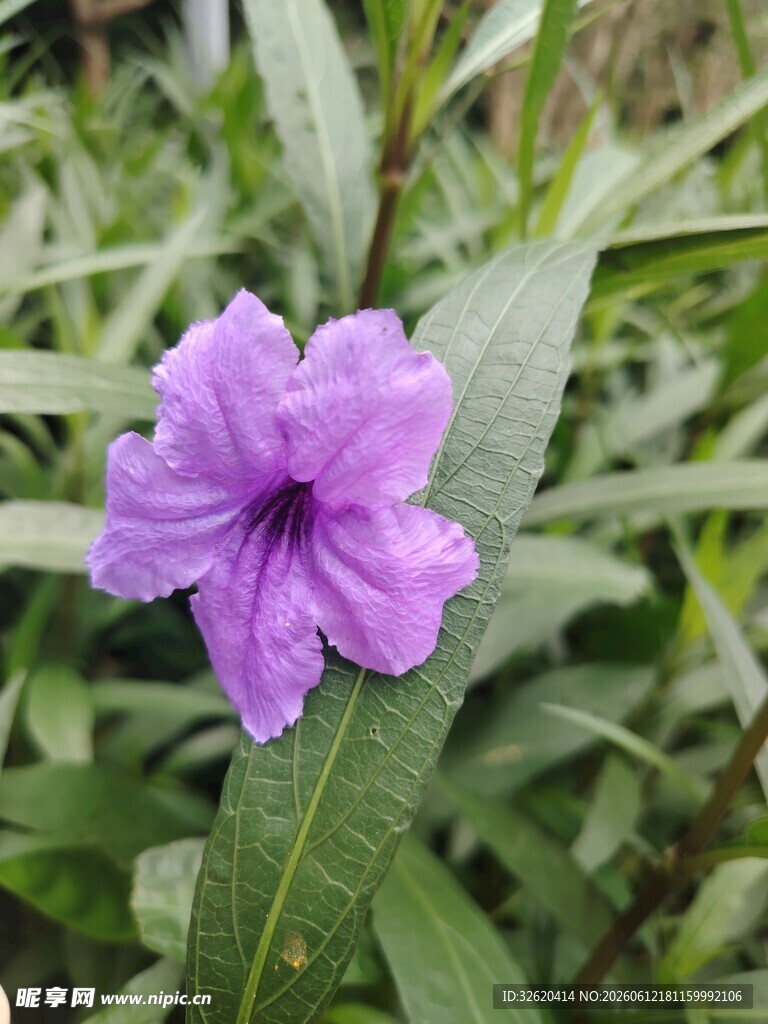 翠芦莉