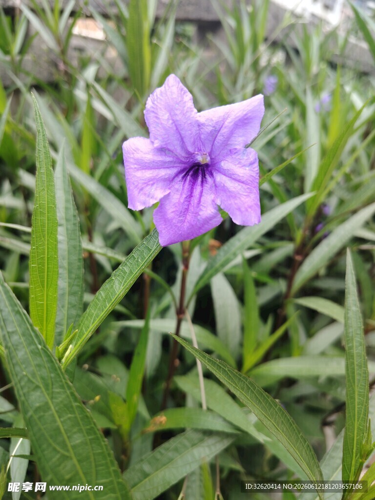 翠芦莉