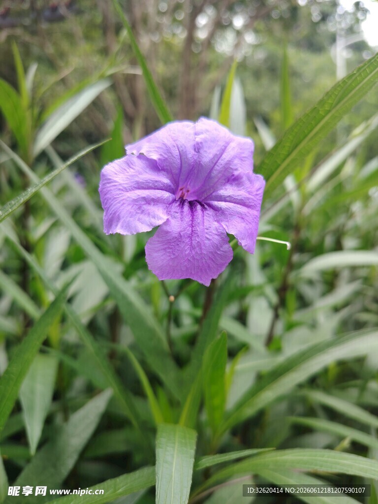 翠芦莉