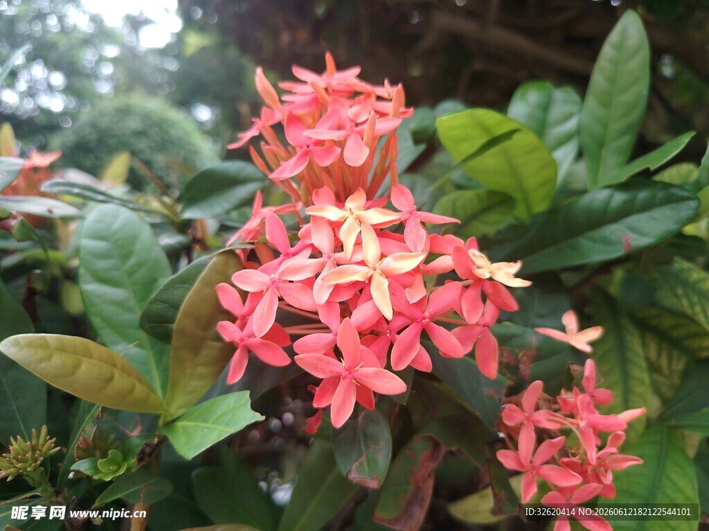 龙船花