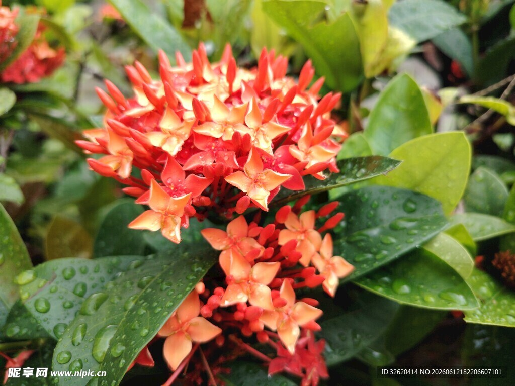龙船花
