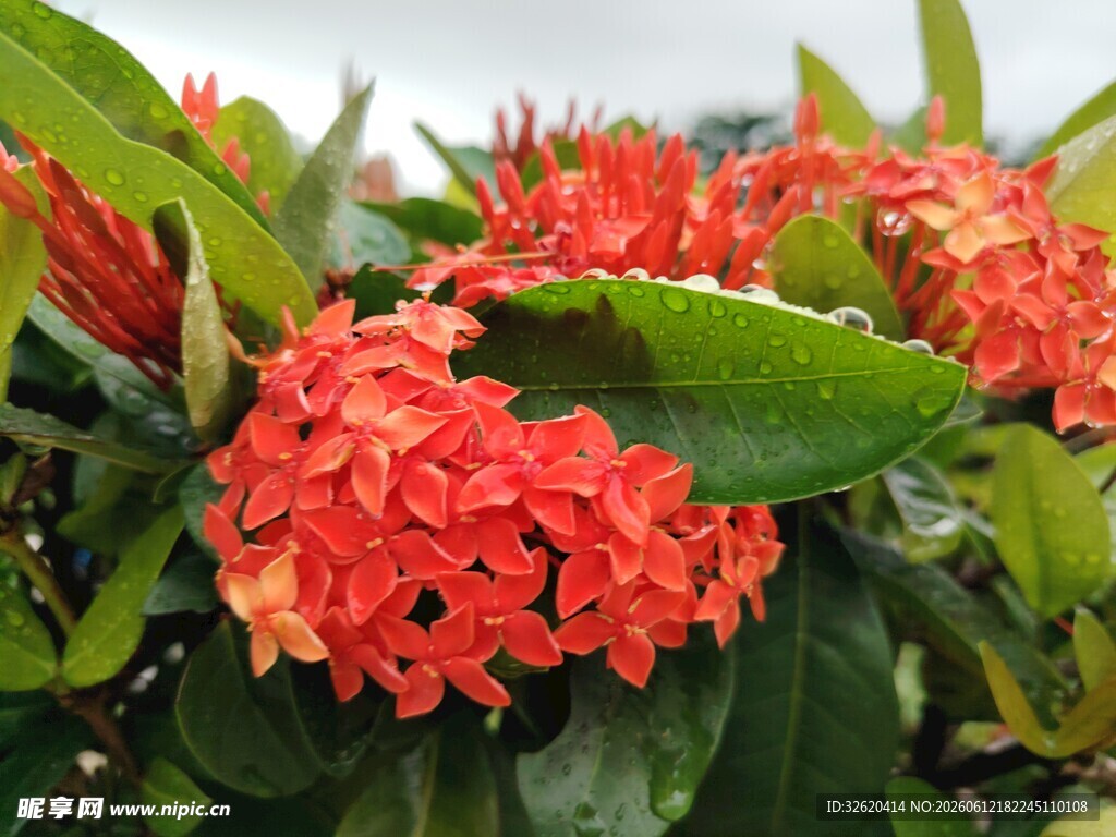 龙船花