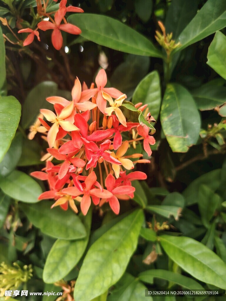 龙船花