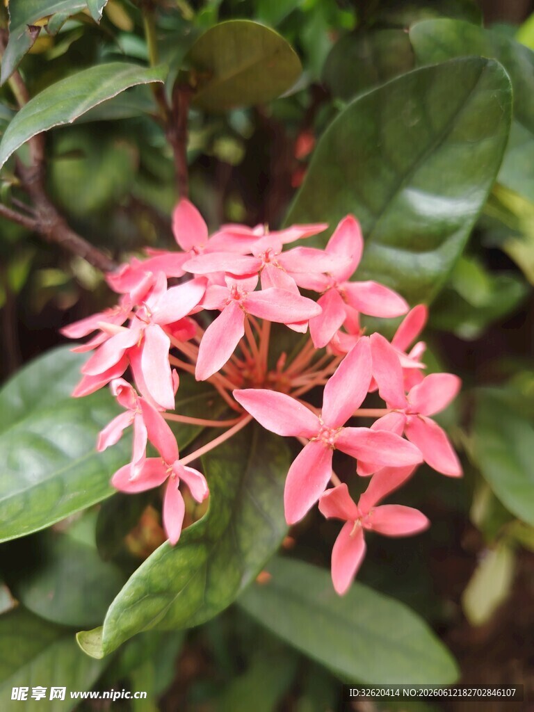 龙船花