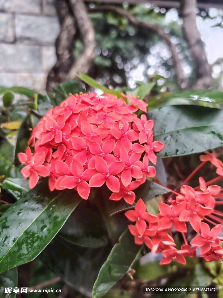 龙船花