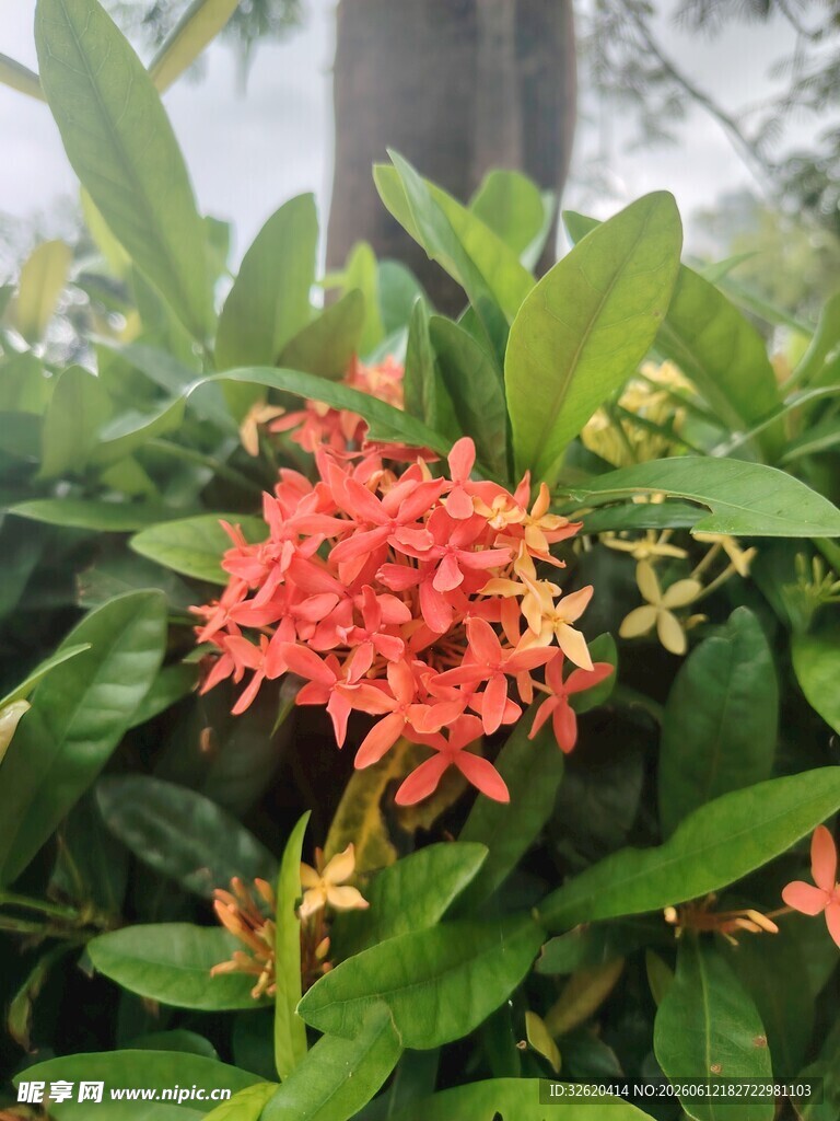 龙船花