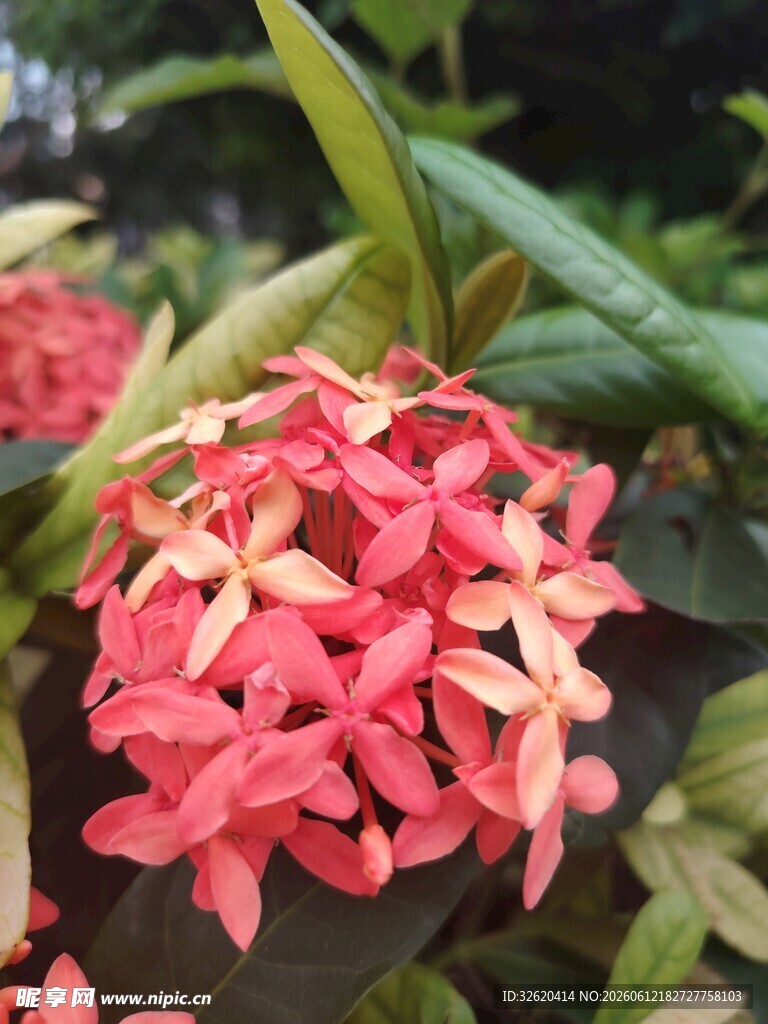 龙船花