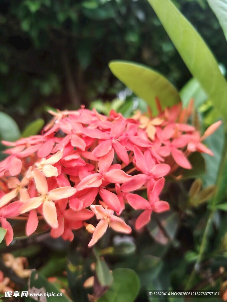 龙船花