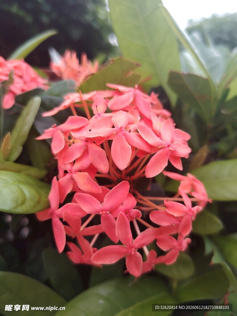 龙船花