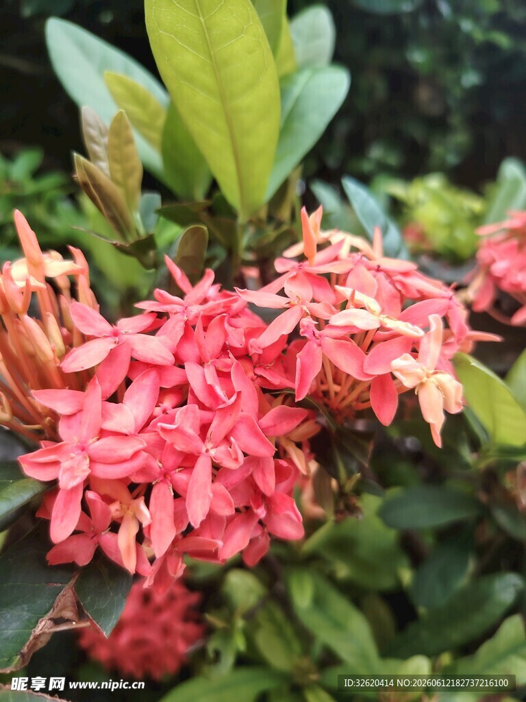龙船花