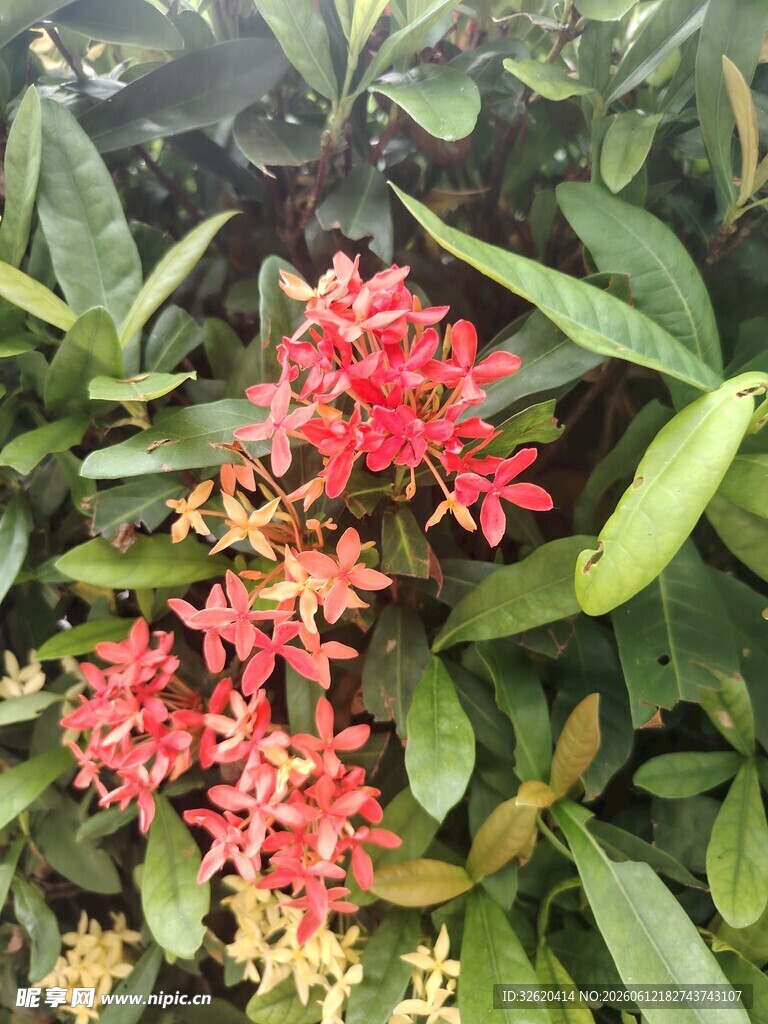 龙船花