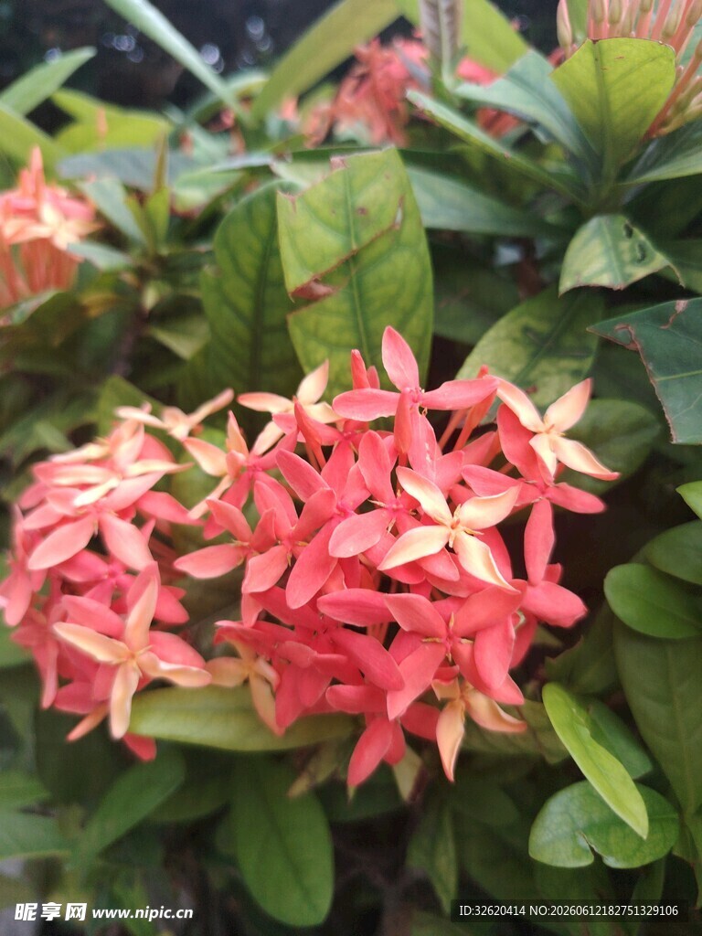 鲜艳龙船花绽放