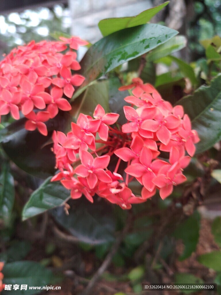 龙船花