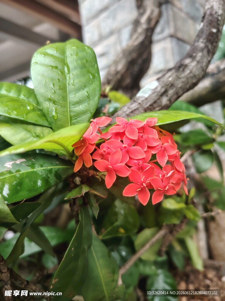 龙船花