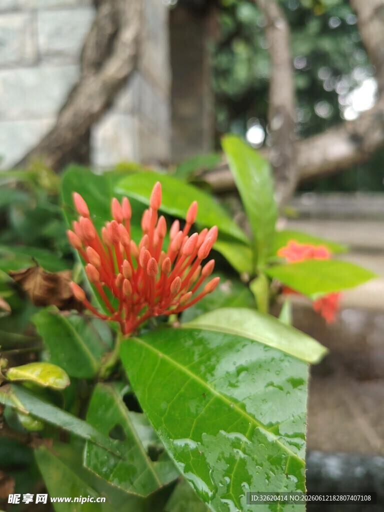 龙船花