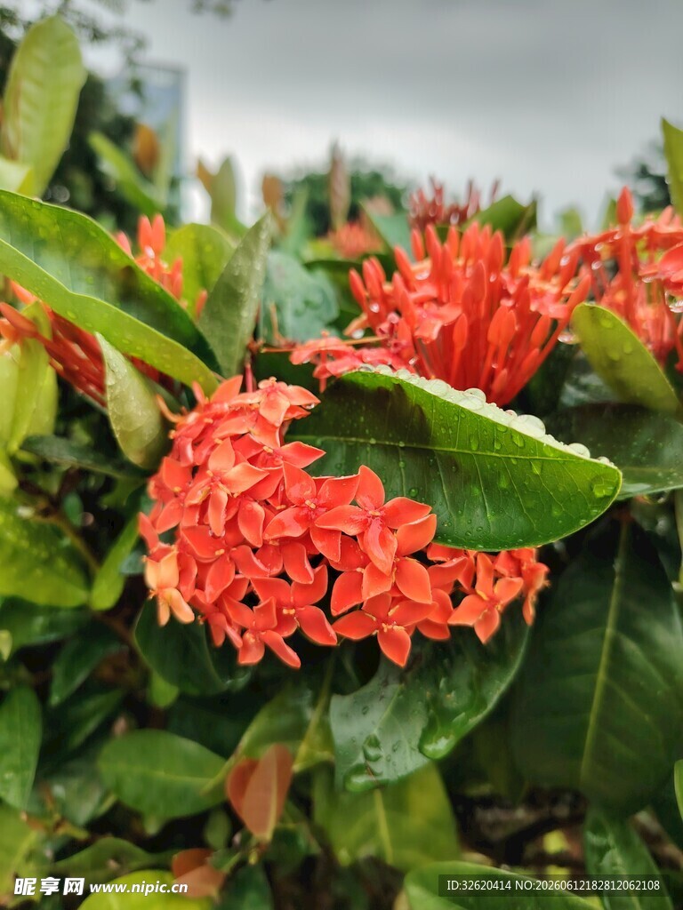 龙船花