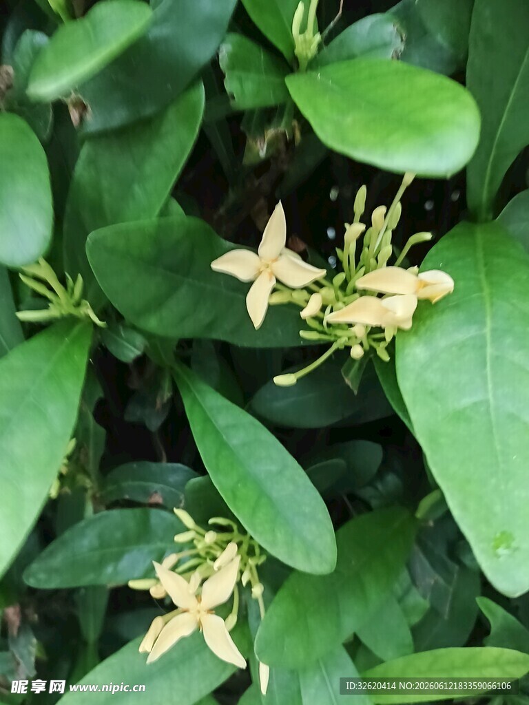 龙船花