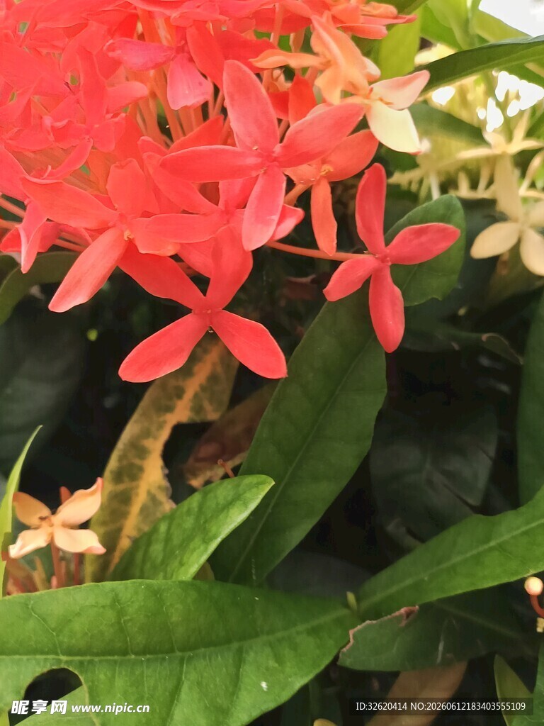 龙船花