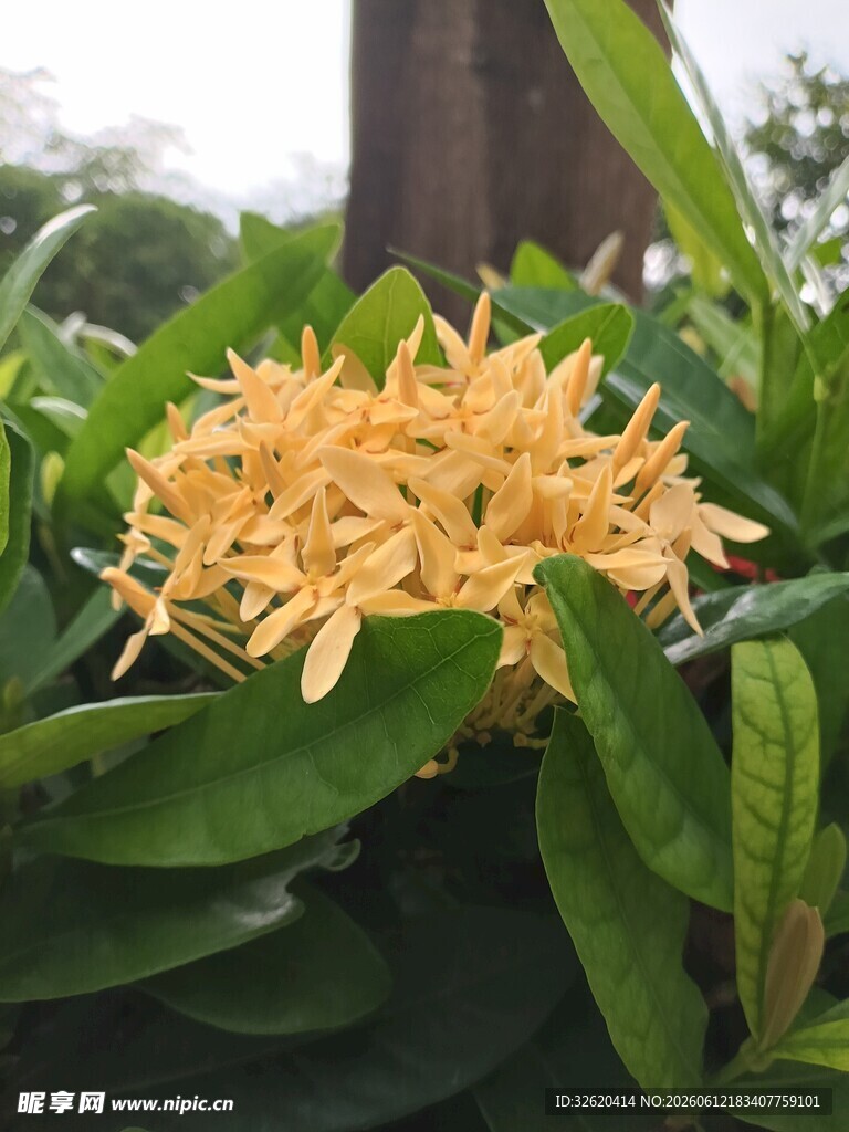 龙船花