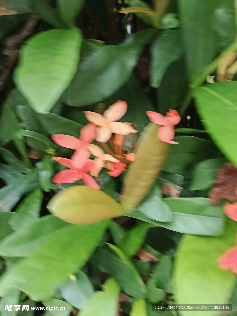 龙船花