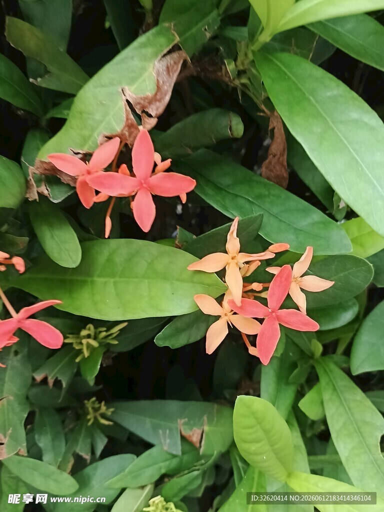 龙船花