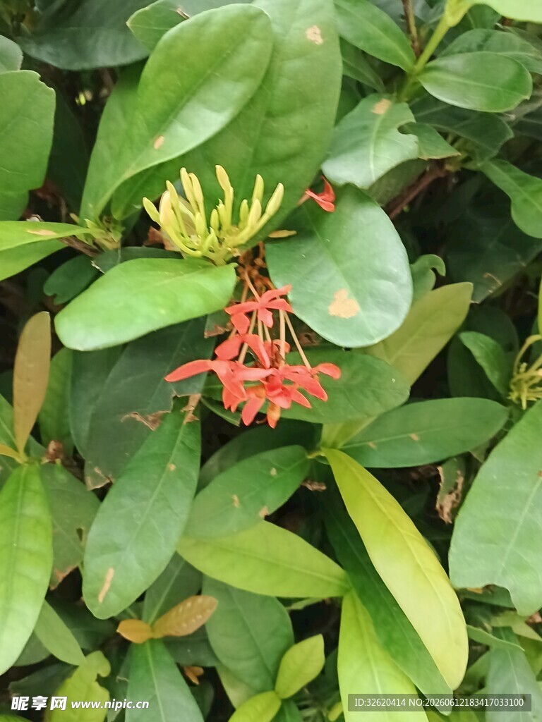 龙船花