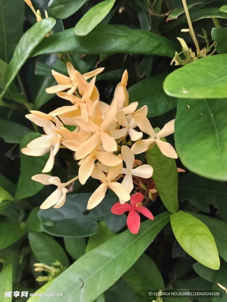 龙船花