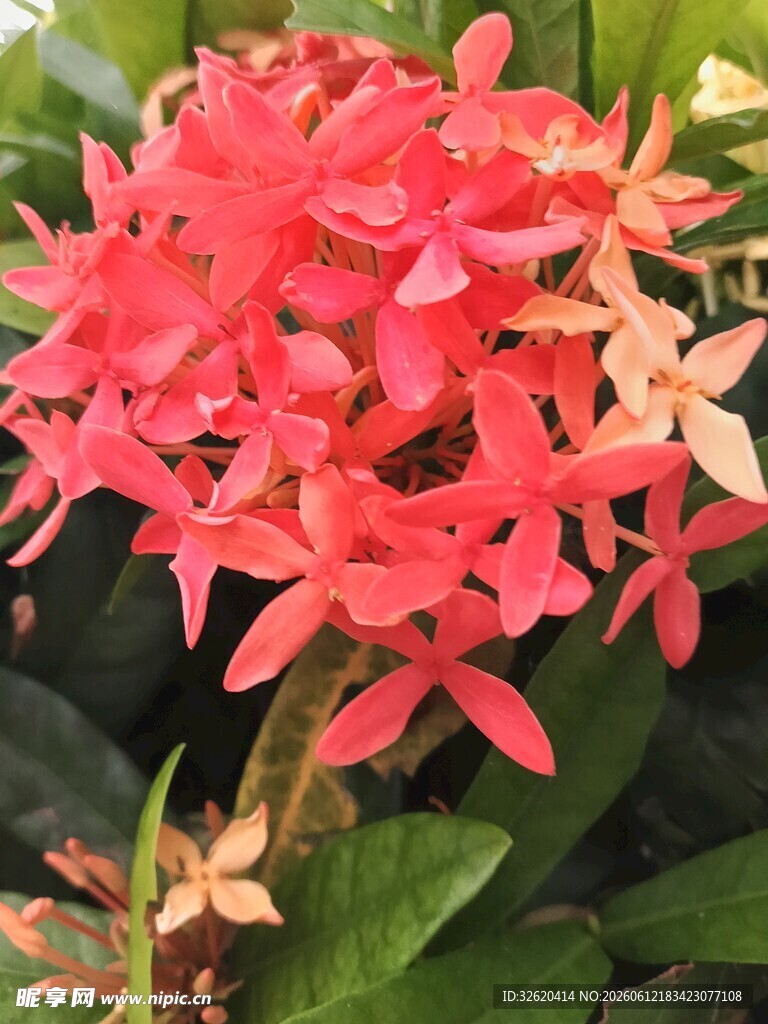 龙船花